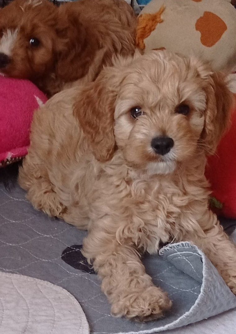 Angel, a male Cavapoo F1 puppy